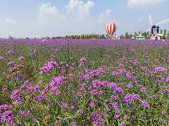 -荷兰花海
