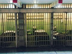 -阿尔卡特拉斯岛