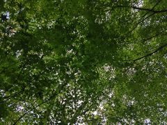 -上海共青森林公园