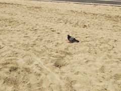 -海云台海滩