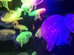 -太平洋海底世界