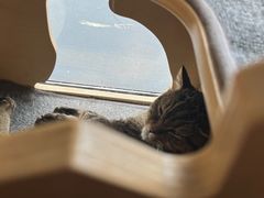 -伟伟宠物医院·瑞派猫友好医院·猫科(光谷店)