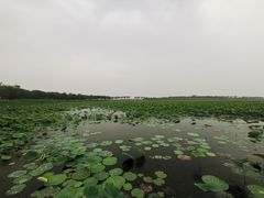 -天津东丽湖风景区