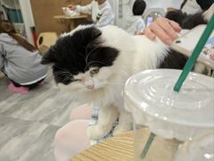 -楼上猫咖(罗湖店)