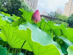 -陈家山荷花公园