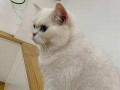 -李小姐の猫咖啡馆(五角场店)
