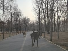 -秦皇岛野生动物园
