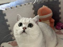 -翊宠yipet猫狗购宠庄园