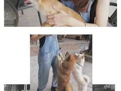 -柴犬高等学院·狗咖·柴犬售卖·宠物训练