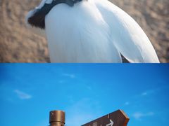 -盐城丹顶鹤湿地生态旅游区