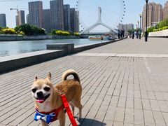 -海河游船-永乐码头(大悲院)