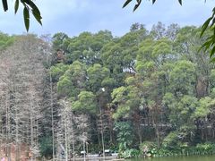 -深圳仙湖植物园