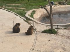 -青藏高原野生动物园