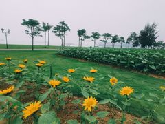-野狸岛