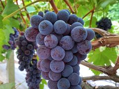 -马陆小张葡萄园农家乐