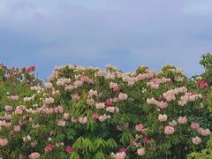 -贵州百里杜鹃风景名胜区