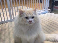 -藏猫猫咖啡主题馆(中央大道店)