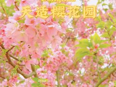 -天适樱花悠乐园