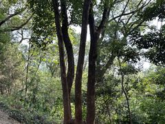 -上海佘山国家森林公园天马山园