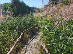 -大芦花风景区