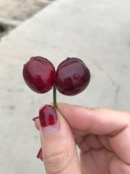 -蓝呗呗蓝莓草莓采摘园(通州区马驹桥店)