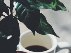 手冲巴拿马花蝴蝶-2326 Coffee Roaster咖啡豆可选店(林肯公园店)