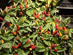 -长沙北辰洲际酒店-兰调全日餐厅