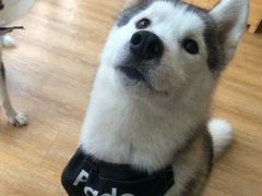 -Husky Go! 哈士奇体验馆·宠物咖啡厅狗咖