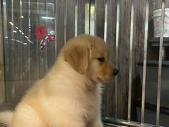 -宠物世家(仲盛世界商城店)