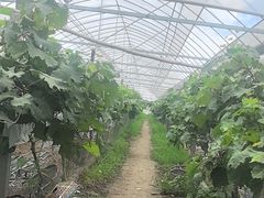 -马陆小张葡萄园农家乐