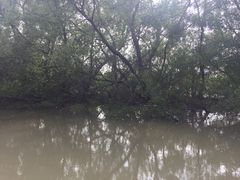 -大湾区中央湿地公园