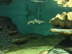 -北戴河圣蓝海洋公园