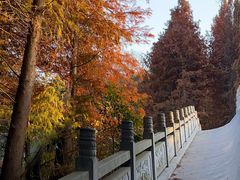 -溱湖国家湿地公园