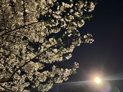 -西北湖绿化广场