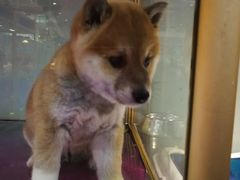 -乐宠宠物店(世纪金源店)