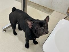 -共舞时光猫咖·狗咖(新街口店)