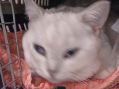 -纳吉亚猫专科动物医院·北北分院