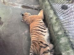 -海南热带野生动植物园