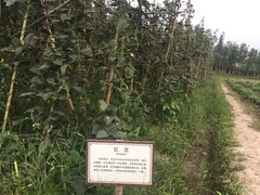 -乌村