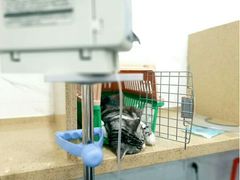 -伟伟宠物医院·CT影像中心·瑞派犬猫综合性门诊(汉口总院)