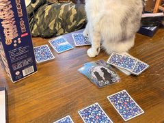 -猫猫幼稚园·撸猫·桌游·电玩