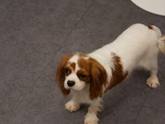 -有喵·猫咖·狗咖·40+猫狗有小奶狗(岗厦店)