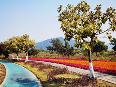 -芒洲湿地公园