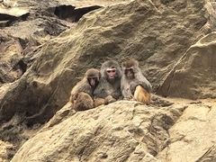 -栾川竹海野生动物园