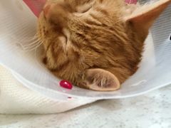 -萌兽医馆·犬猫专科·眼科中心·宠物医院(朝阳门分院)