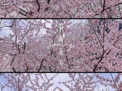 -桃花堤公园