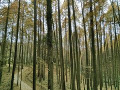 -山王坪喀斯特国家生态公园