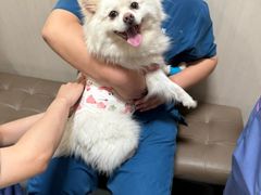 -半岛宠物医院24小时(西派城店)