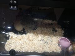 -宠物世家(仲盛世界商城店)
