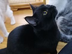 -李小姐の猫咖啡馆(五角场店)